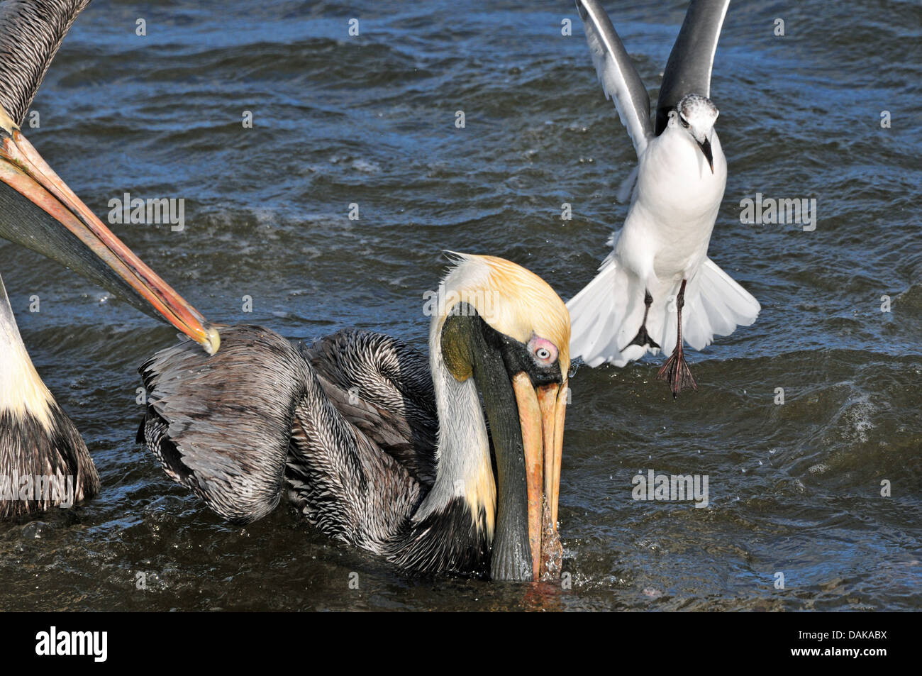 A Tern tries to horn in on feeding Pelicans Stock Photo