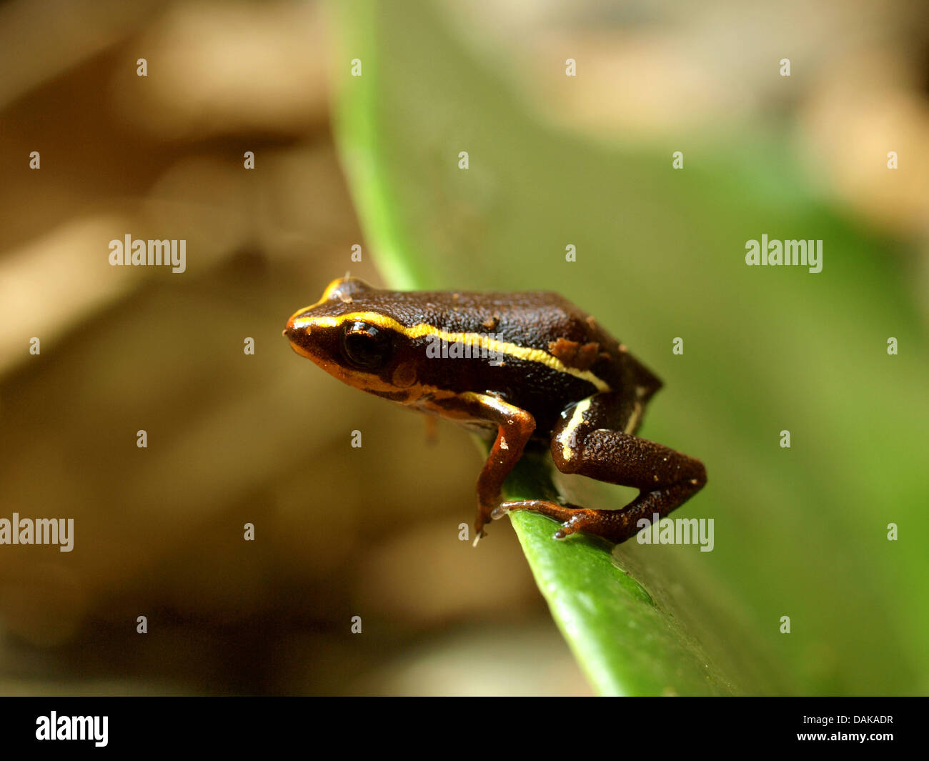Monte iberia eleuth frog hi-res stock photography and images - Alamy