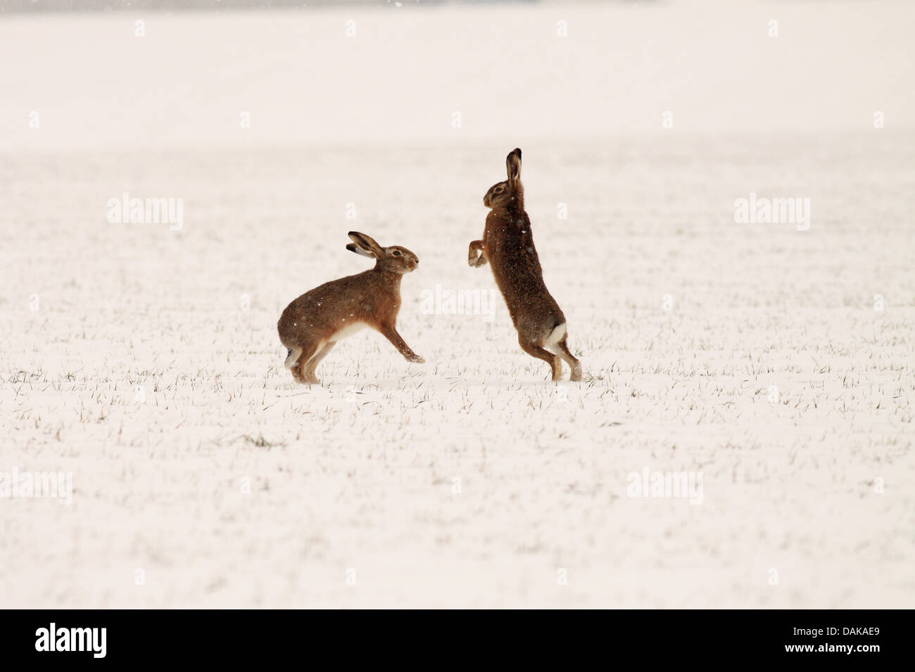 European hare, Brown hare (Lepus europaeus), fighting hares, Austria, Neusiedler See National Park Stock Photo