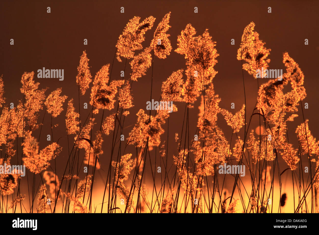 reed grass, common reed (Phragmites communis, Phragmites australis), sunset in reed zone, Germany, Saxony, Oberlausitz, NSG Niederspree Stock Photo