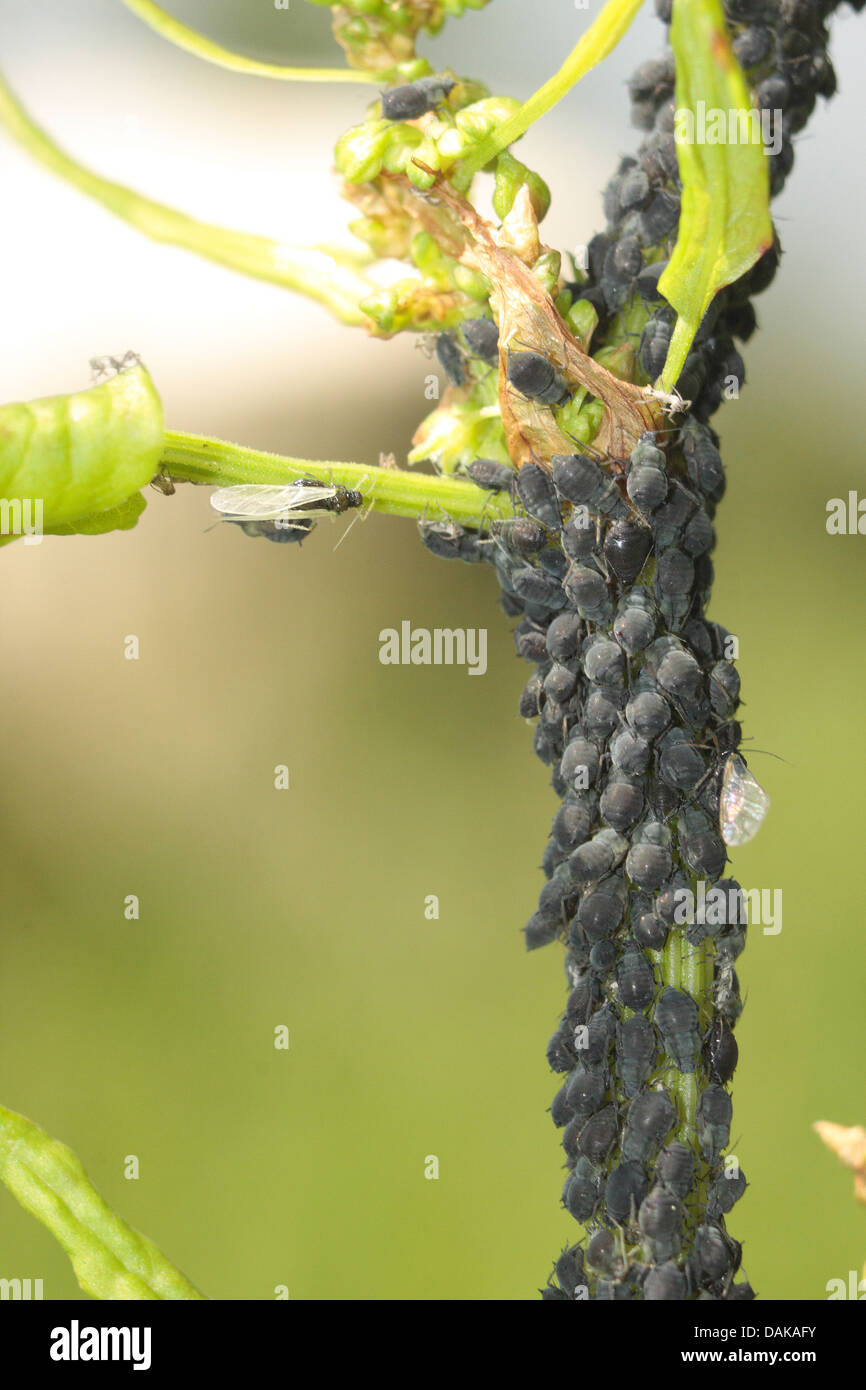 Parthenogenesis aphid hi-res stock photography and images - Alamy