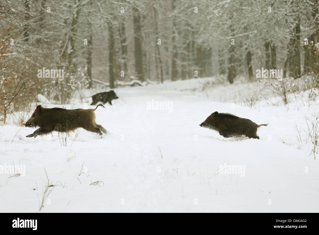 wild boar, pig, wild boar (Sus scrofa), escaping wild boars, Germany, Baden-Wuerttemberg Stock Photo