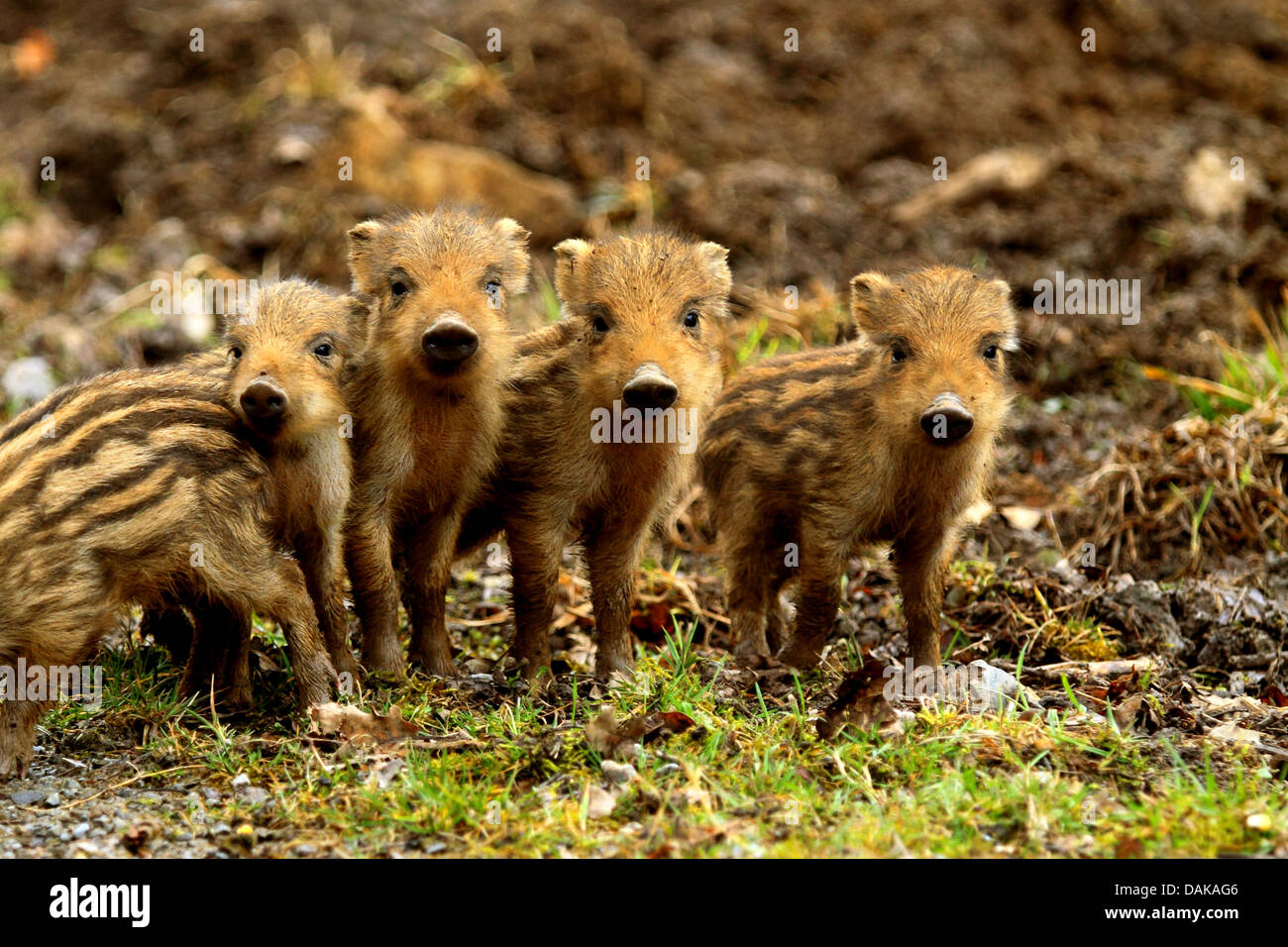 wild boar, pig, wild boar (Sus scrofa), piggies, Germany, Baden-Wuerttemberg Stock Photo