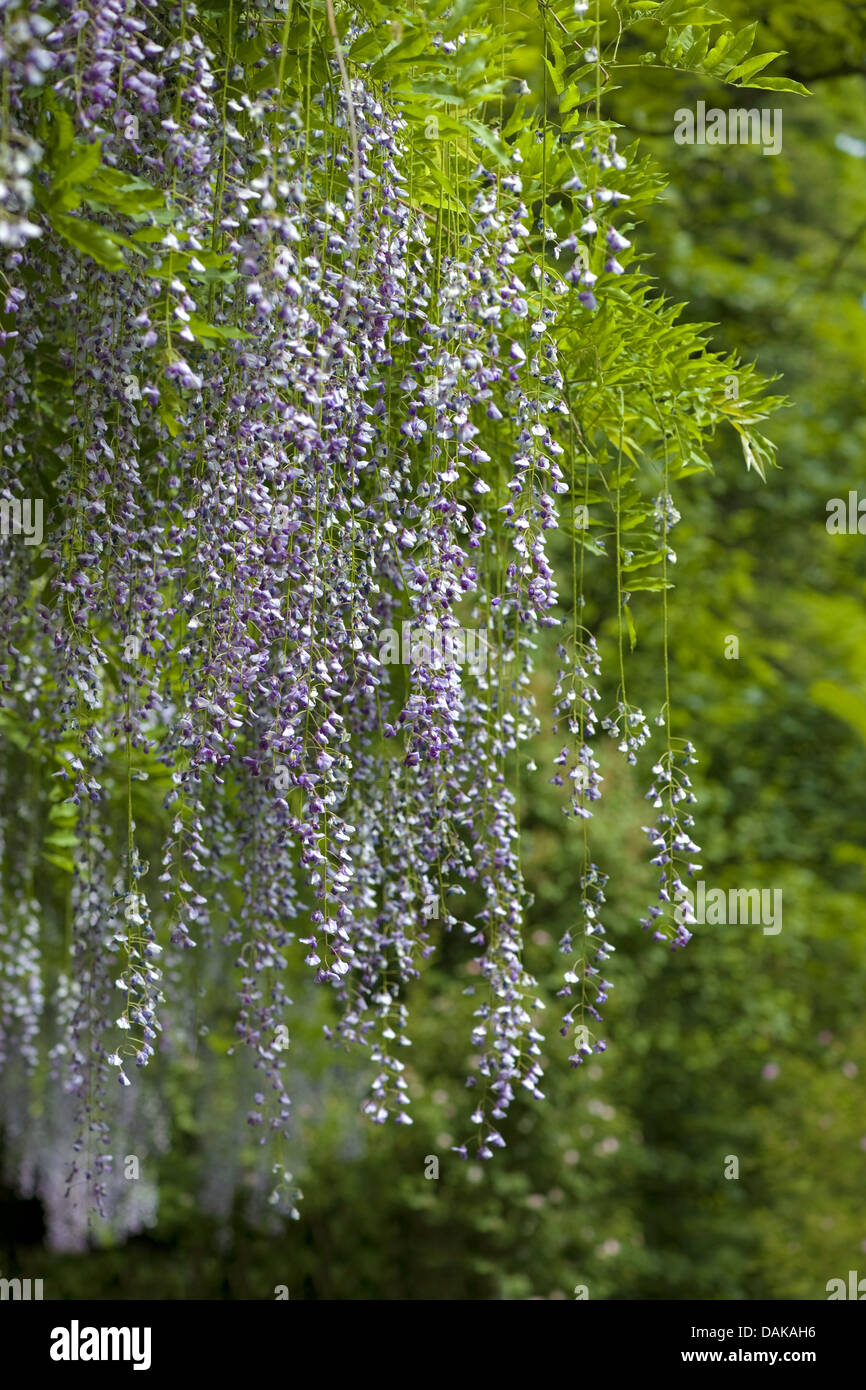 Chinese wisteria (Wisteria sinensis), blooming Stock Photo Alamy