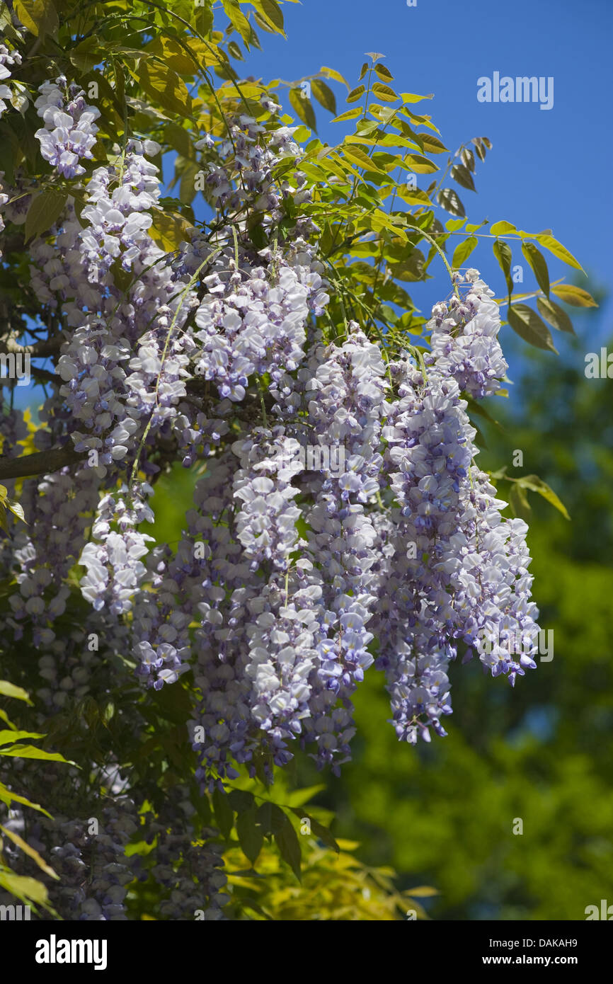 Chinese wisteria (Wisteria sinensis), blooming Stock Photo Alamy