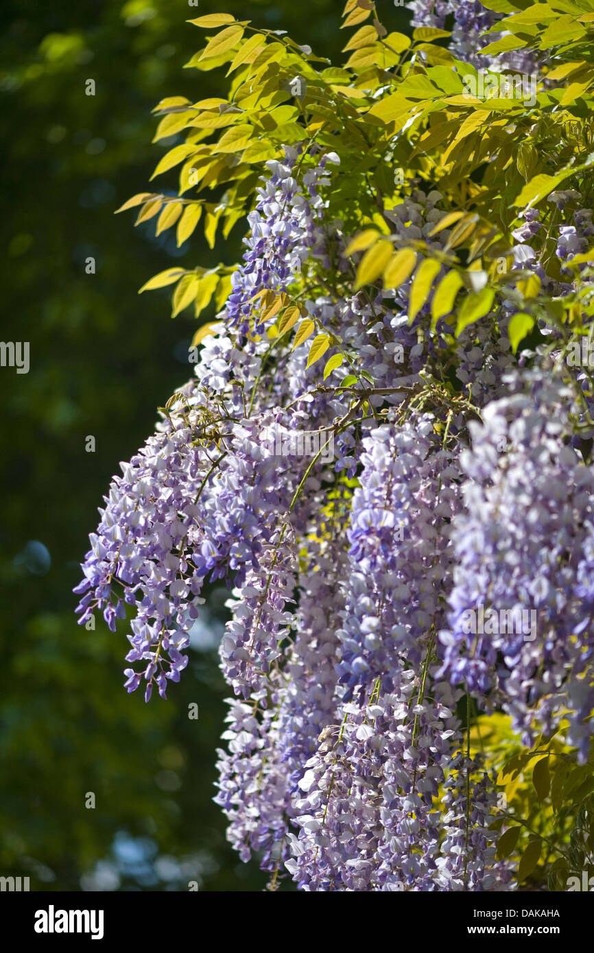 Chinese wisteria (Wisteria sinensis), blooming Stock Photo