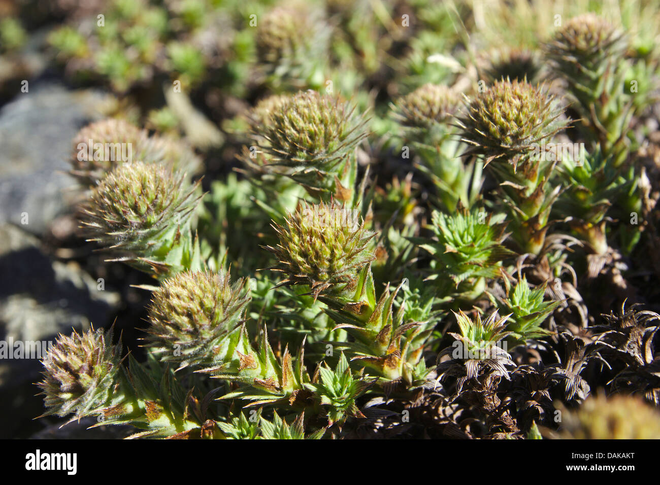 Nassauvia (Nassauvia spec.), in bud, Chile, Patagonia, Cerro Castillo Stock Photo