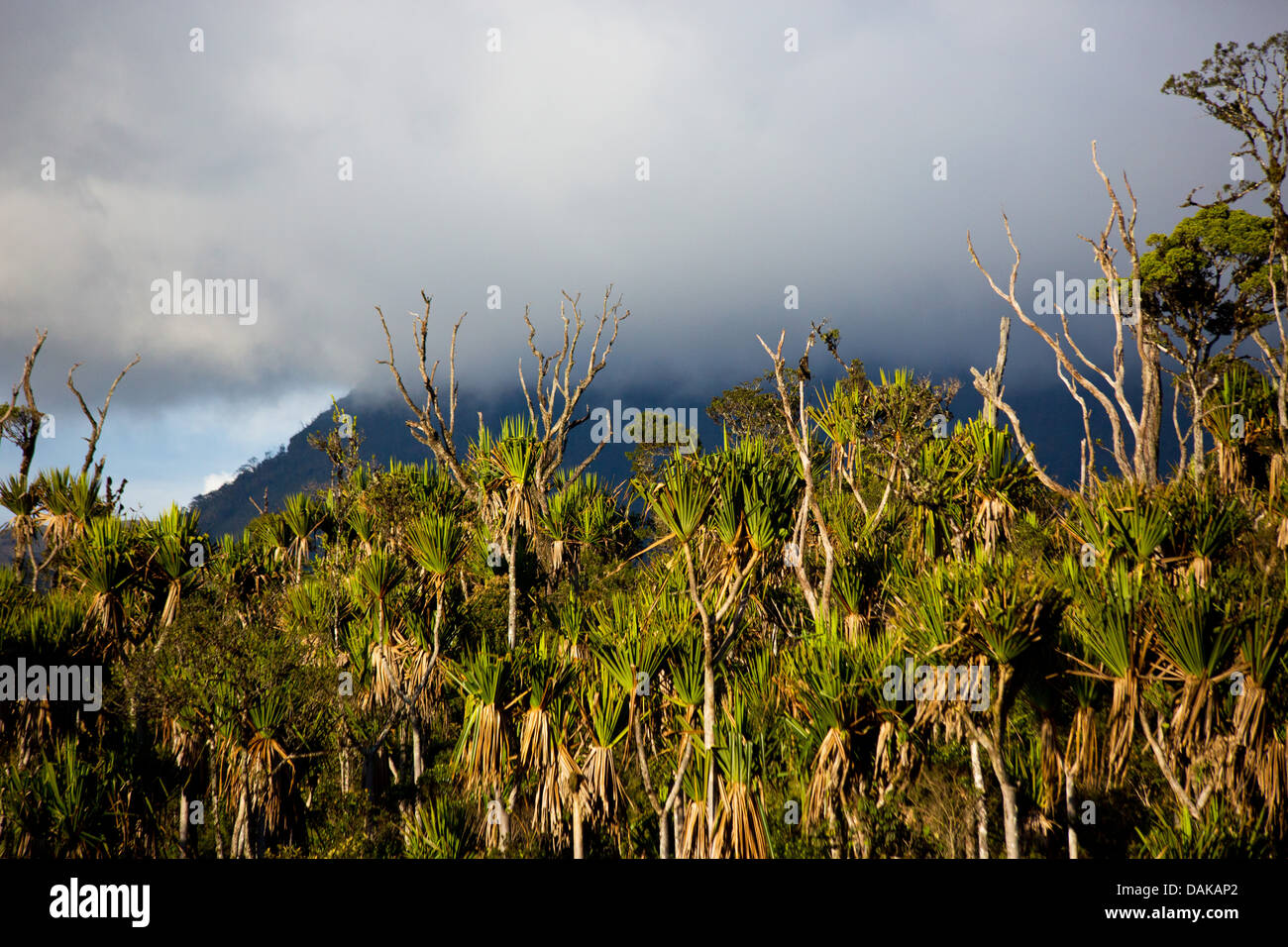 Montane forest in the Papua New Guinea Highlands Stock Photo