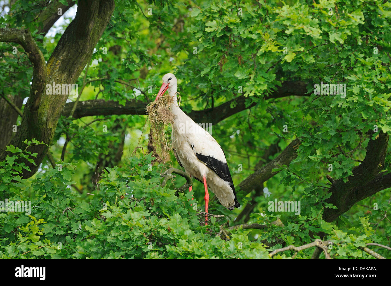white stork (Ciconia ciconia), with nesting material in its bill, Germany Stock Photo