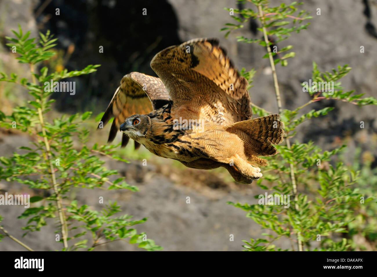 northern eagle owl (Bubo bubo), in a stone quarry, Germany, North Rhine-Westphalia, Sauerland Stock Photo