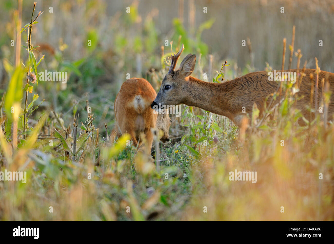 roe deer (Capreolus capreolus), male and female on a meadow, Germany ...