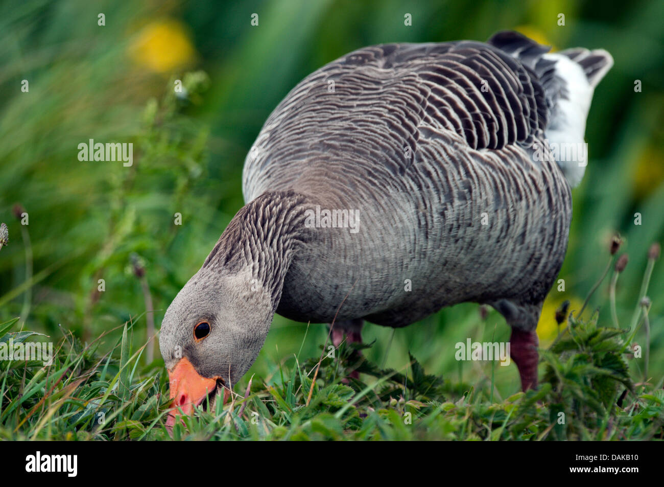 greylag goose (Anser anser), feeding in a meadow, Germany Stock Photo