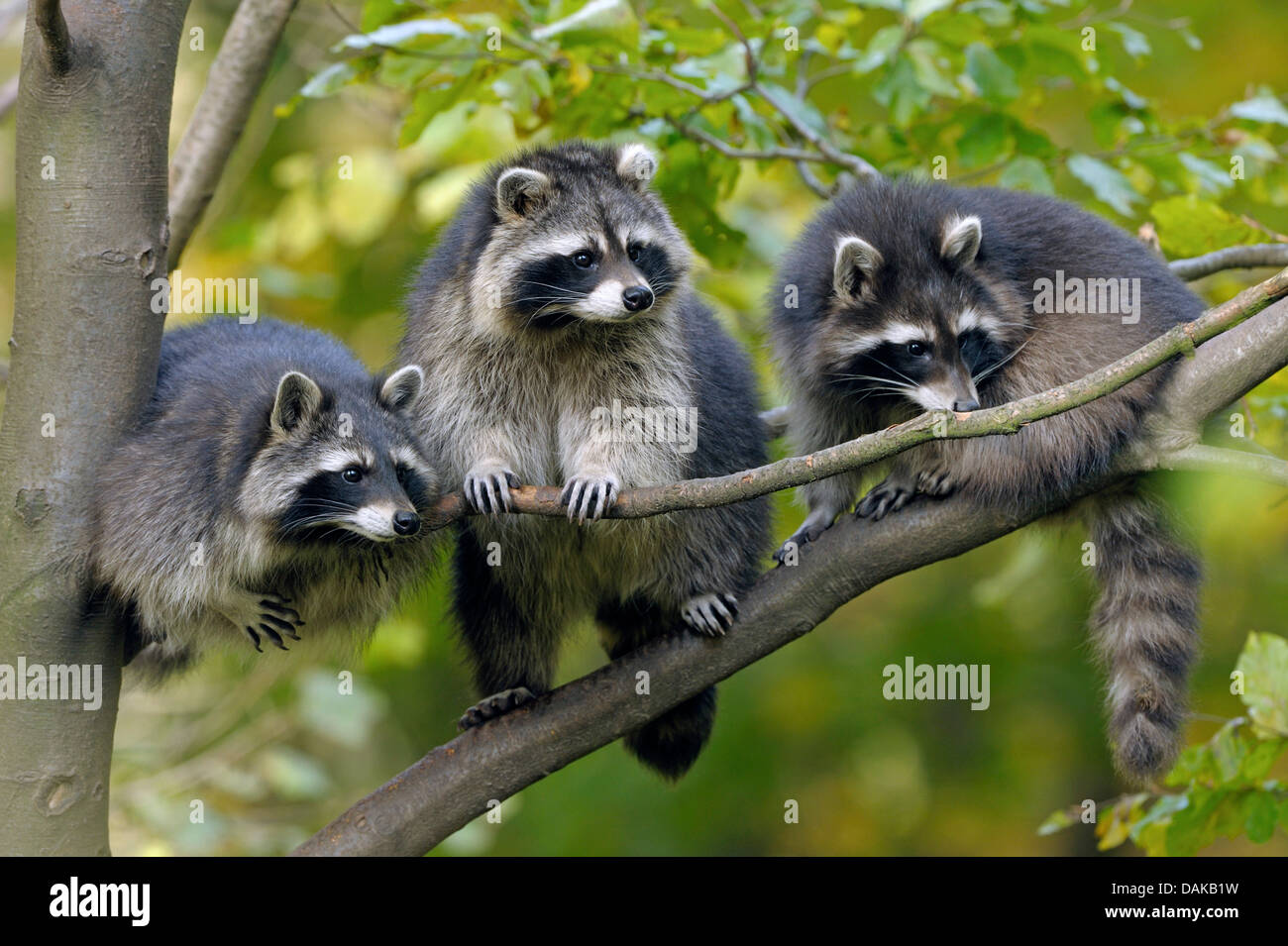 common raccoon (Procyon lotor), three raccoons sitting next to each ...