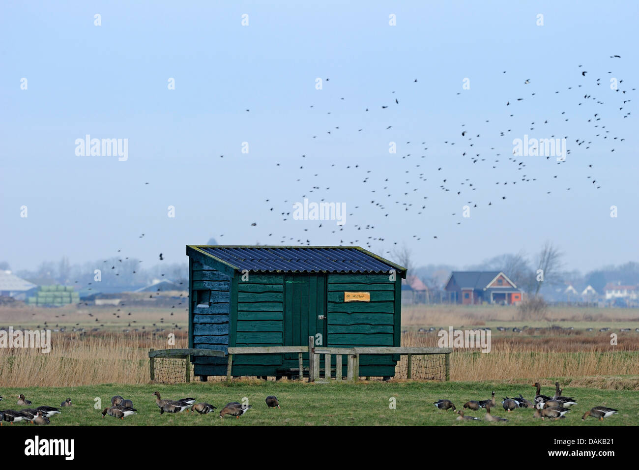 wooden hut for bird watching, Germany Stock Photo