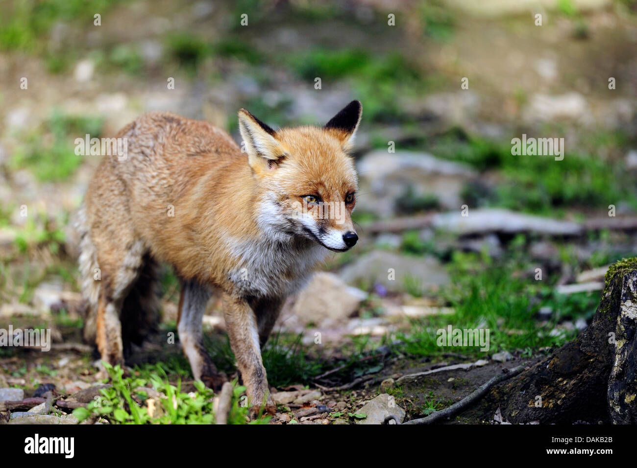 red fox (Vulpes vulpes), walking, Germany, North Rhine-Westphalia Stock Photo
