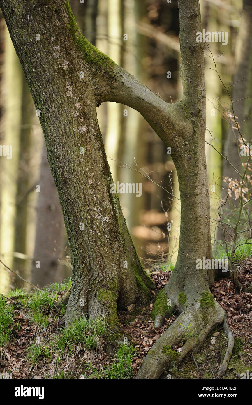 two trees grown together, Germany, North Rhine-Westphalia Stock Photo