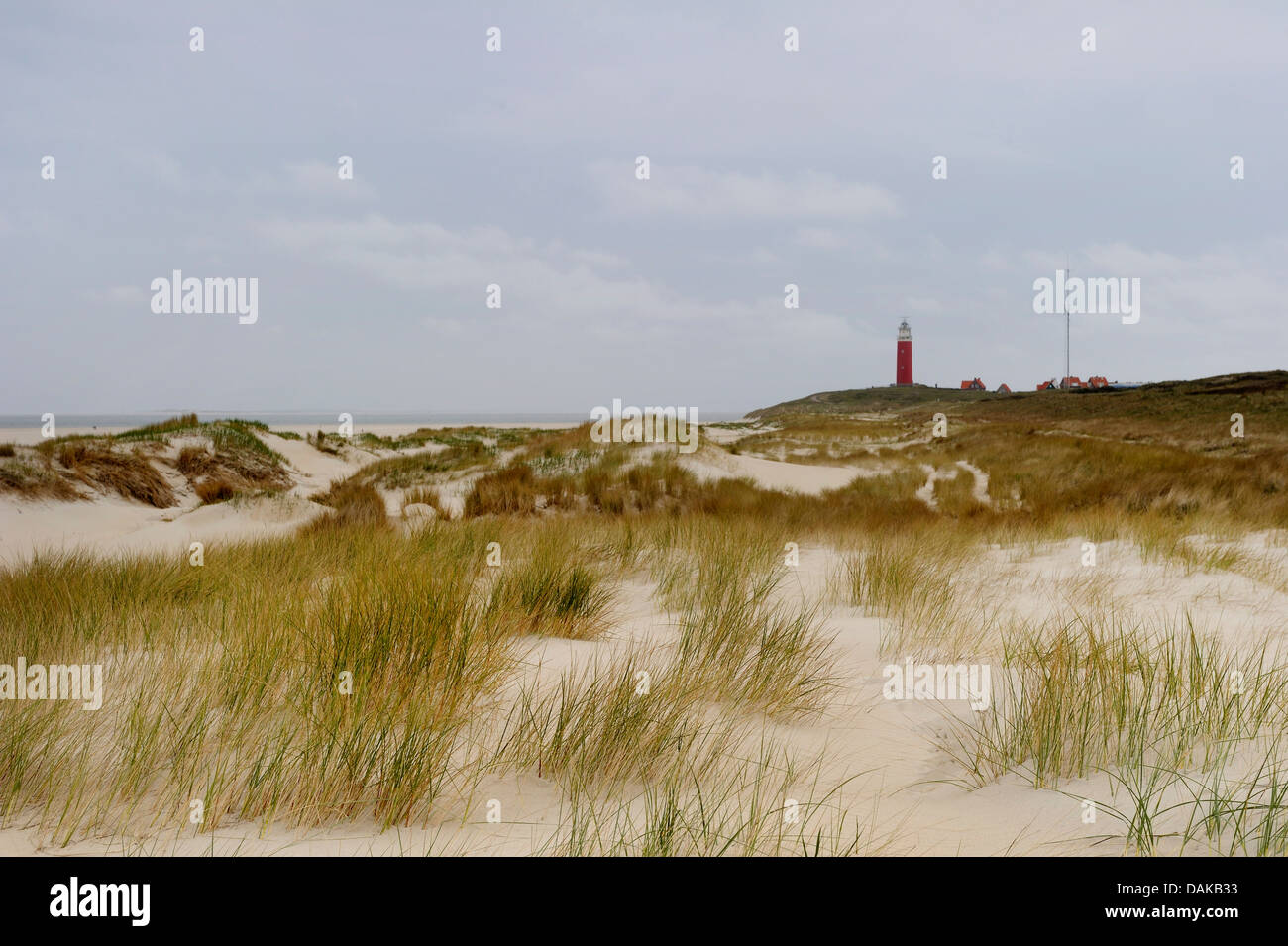 lighthouse with dunes in spring, Netherlands, Texel Stock Photo