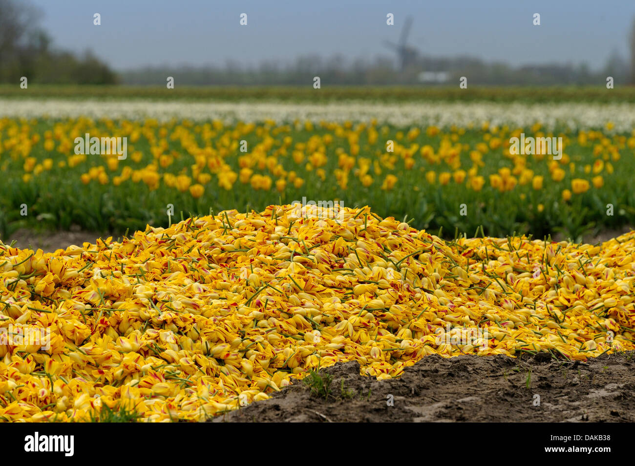 cutted yellow blossoms beside a tulip filed, Netherlands, Texel Stock Photo