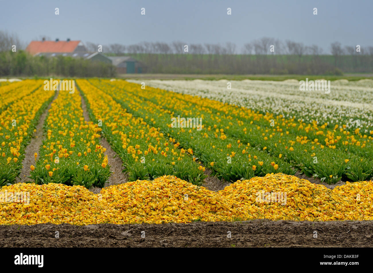 cutted yellow blossoms beside a tulip filed, Netherlands, Texel Stock Photo