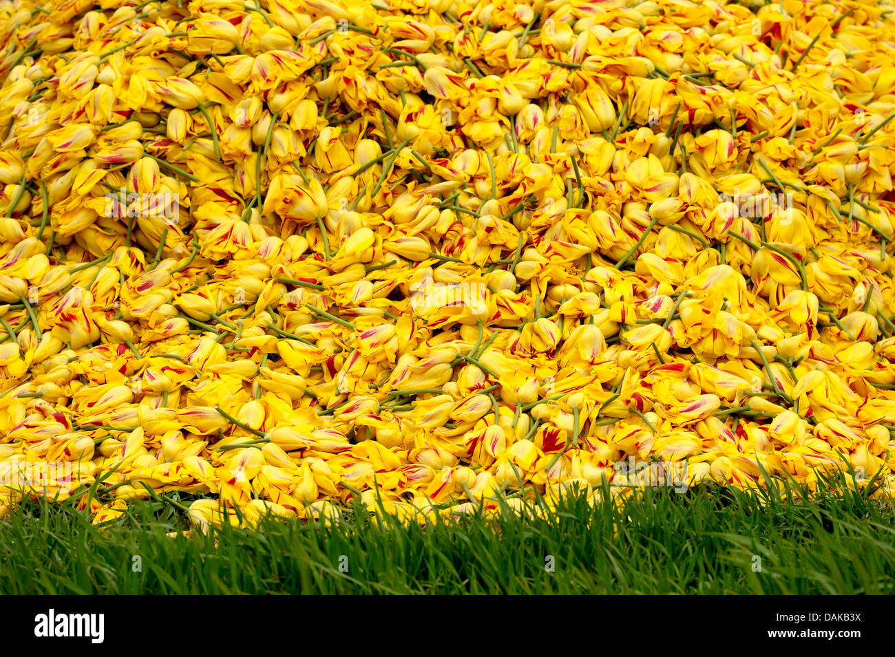 heap of cutted yellow tulip blossoms, Netherlands, Texel Stock Photo