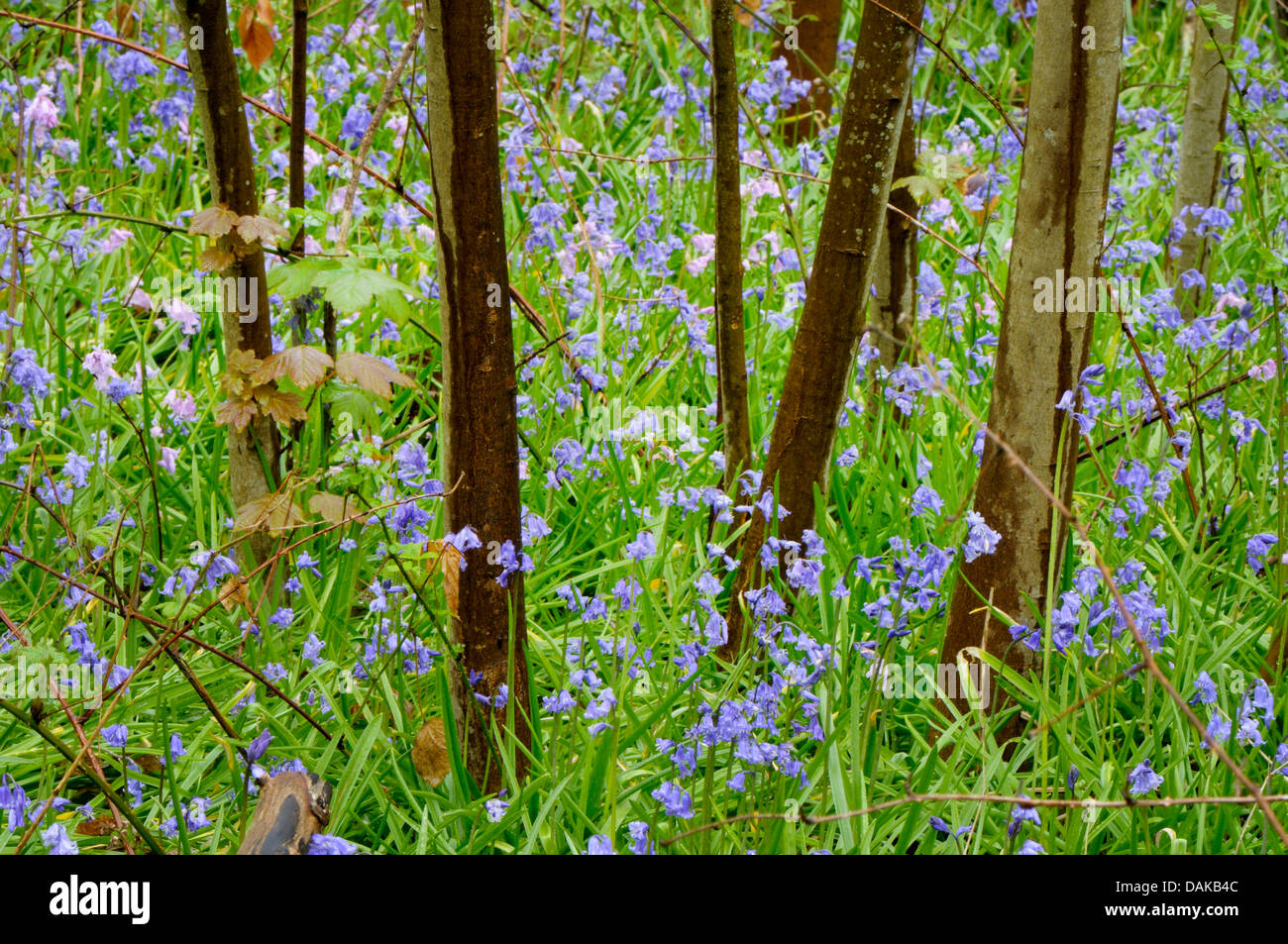 Atlantic bluebell (Hyacinthoides non-scripta, Endymion non-scriptus, Scilla non-scripta), several Atlantic bluebells between young trees, Netherlands, Texel Stock Photo