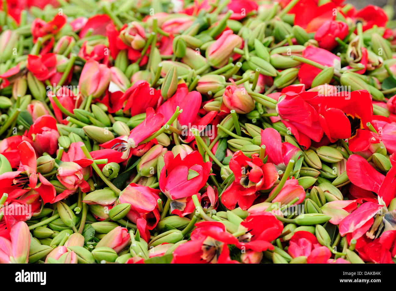 heap of cutted tulip blossoms, Netherlands, Texel Stock Photo