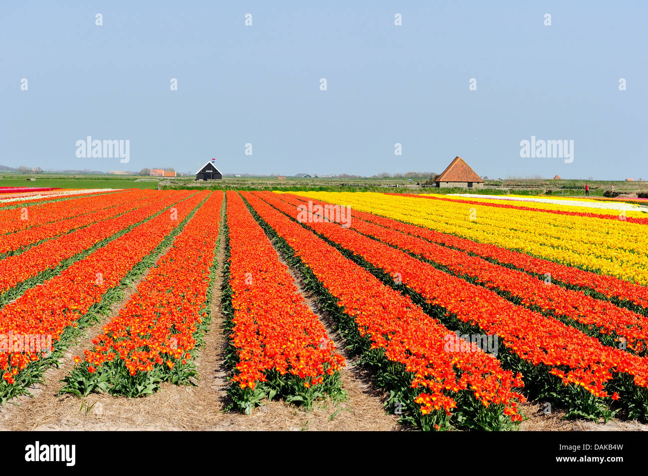 blooming tulip fields, Netherlands, Texel Stock Photo