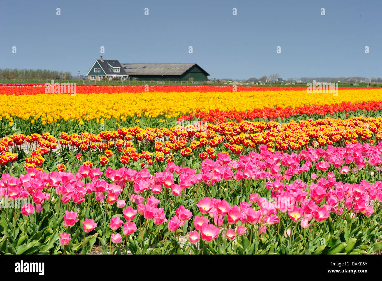 flower farming of tulips, Netherlands, Texel Stock Photo - Alamy