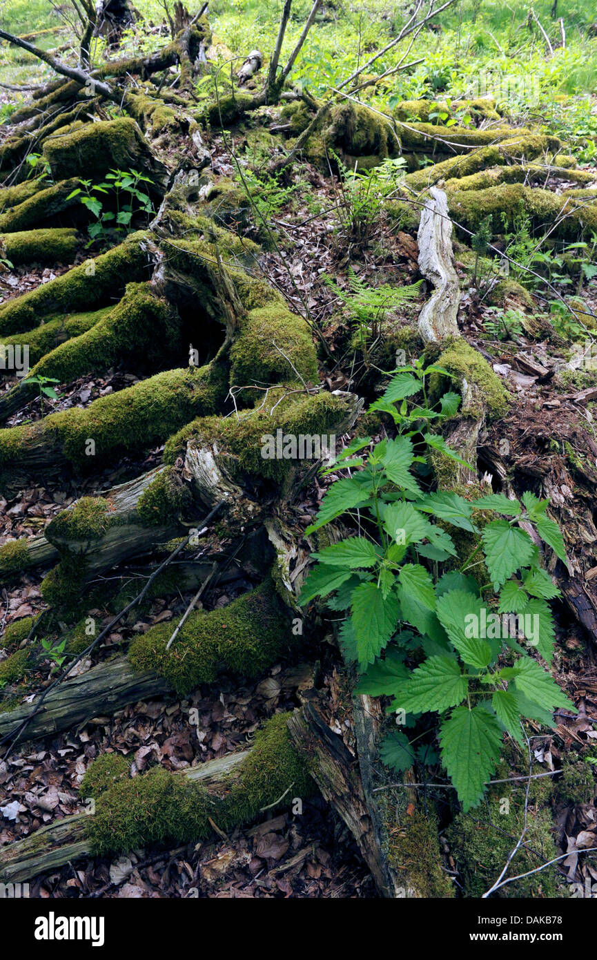 Tree decomposition hi-res stock photography and images - Alamy