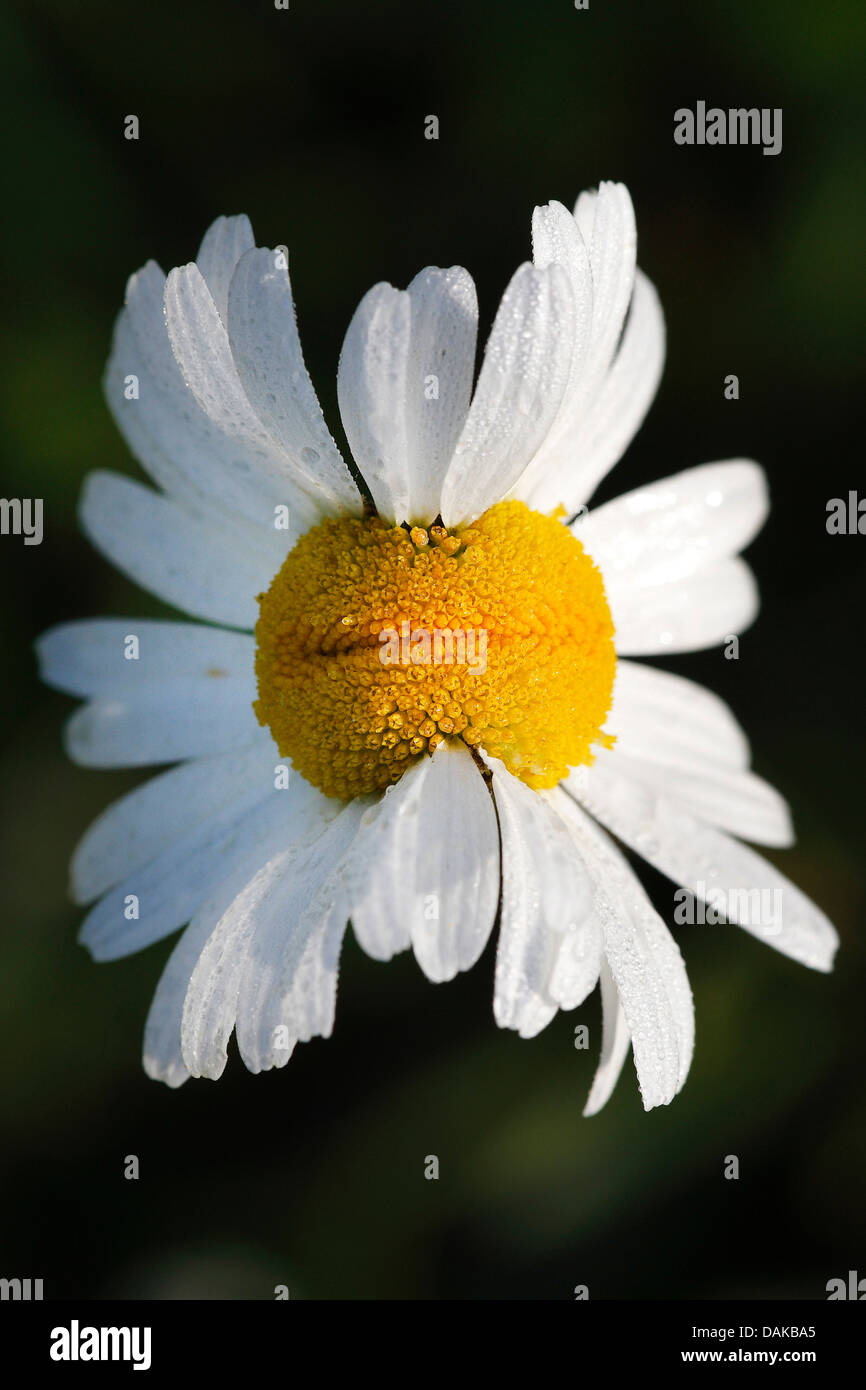 oxeye daisy, ox-eye daisy, white-weed, white daisy, dog daisy, marguerite (Chrysanthemum leucanthemum, Leucanthemum vulgare), fasciation of a ox-eye daisy, Belgium Stock Photo