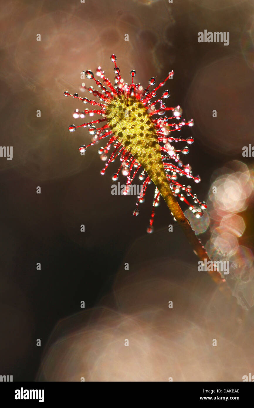 long-leaved sundew, oblong-leaved sundew, spoon-leaved sundew (Drosera intermedia), leaf with twinkling glands, Belgium Stock Photo