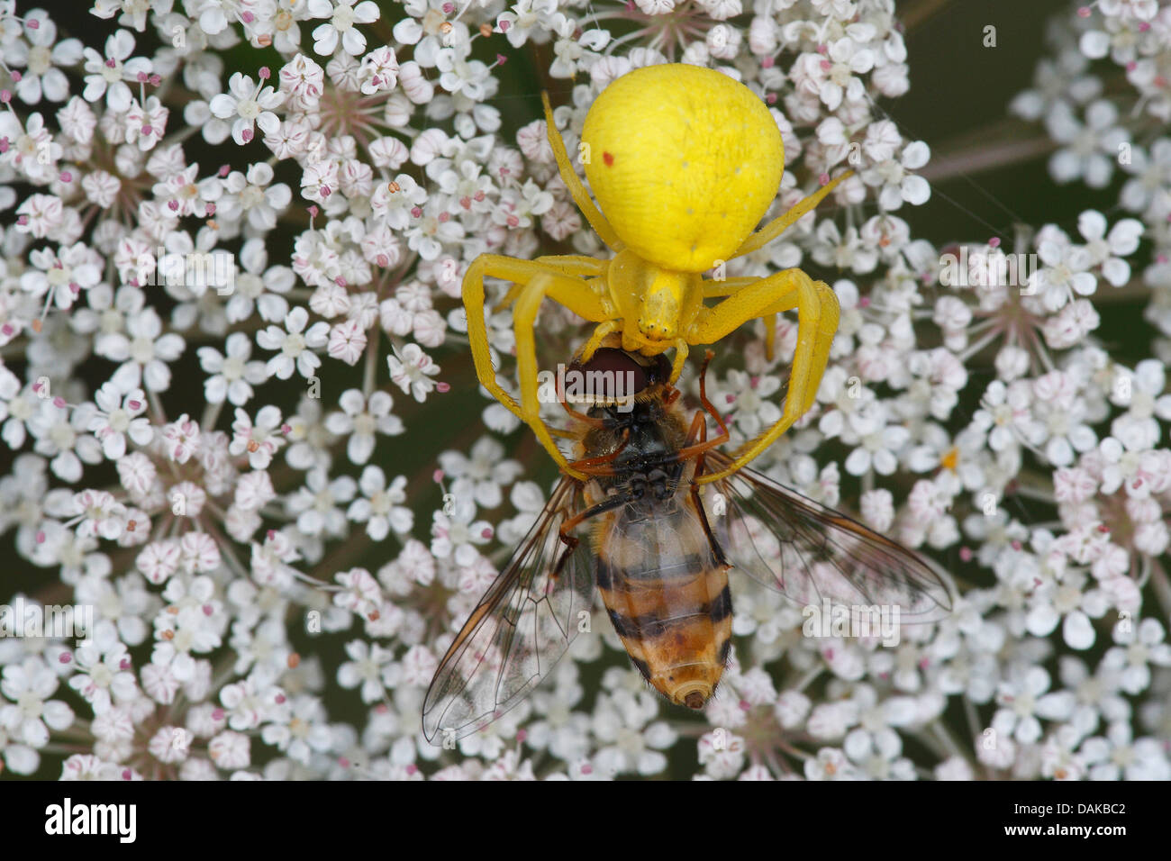 goldenrod crab spider (Misumena vatia), with caught fly on umbellifer, Belgium Stock Photo