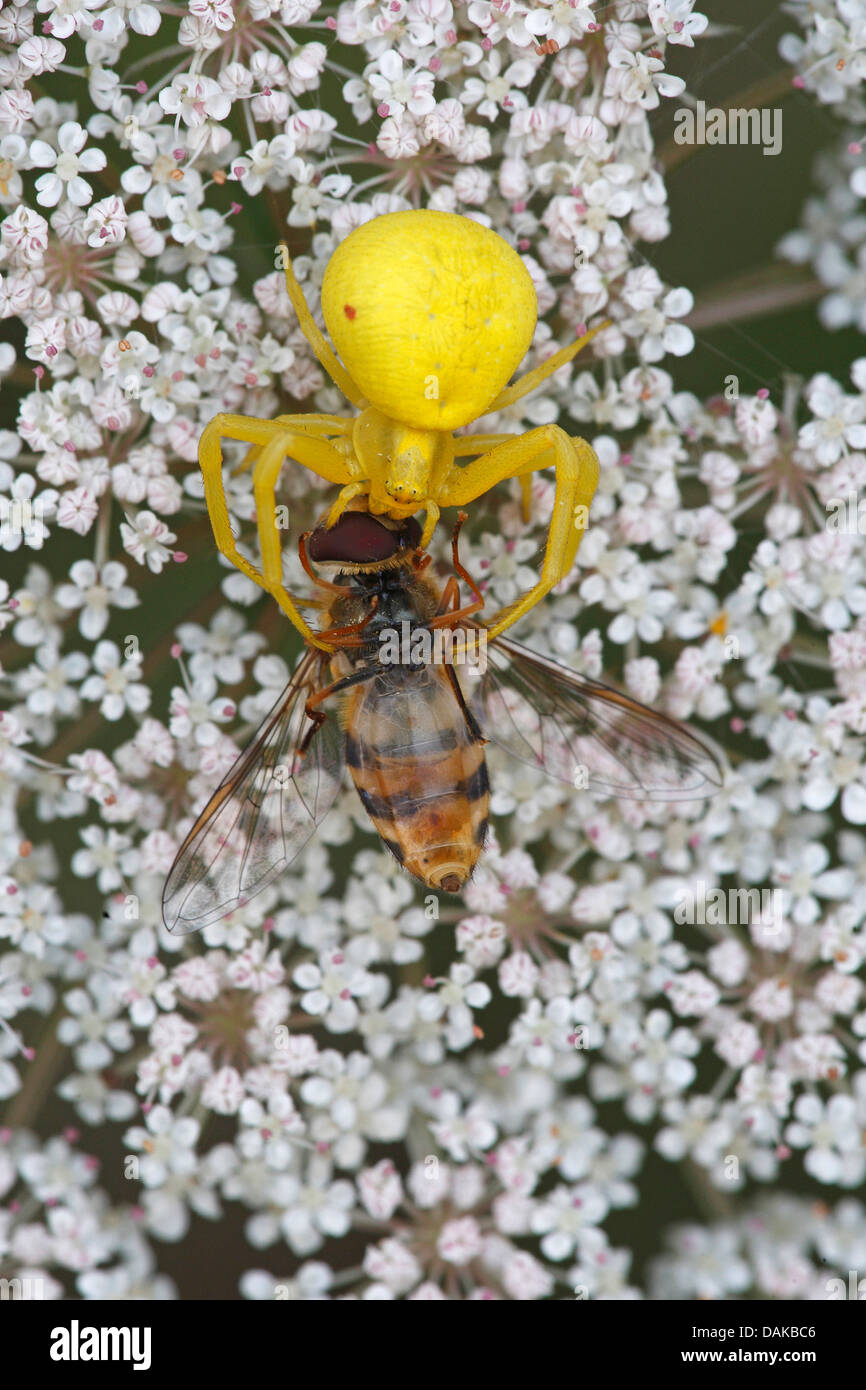 goldenrod crab spider (Misumena vatia), with caught fly on umbellifer, Belgium Stock Photo