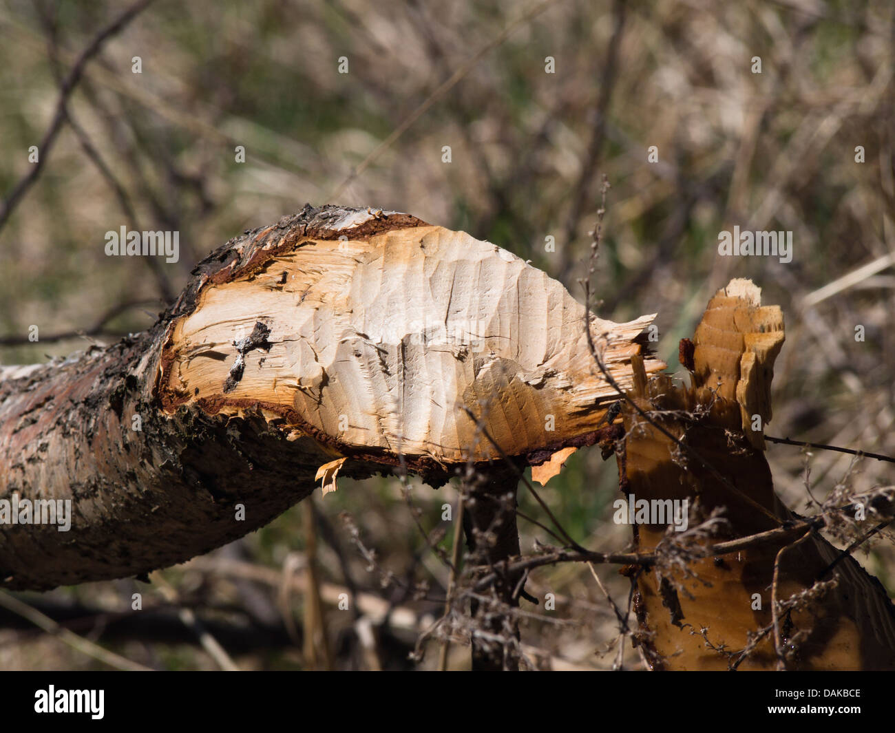 Closeup of tree trunks felled by beaver, clear teethmarks to be seen, forest in Oslo Norway Stock Photo