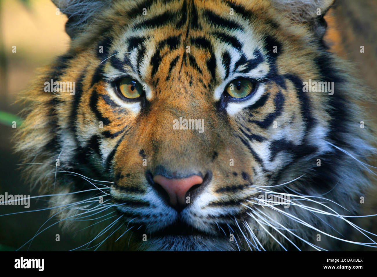 Sumatran tiger (Panthera tigris sumatrae), portrait Stock Photo