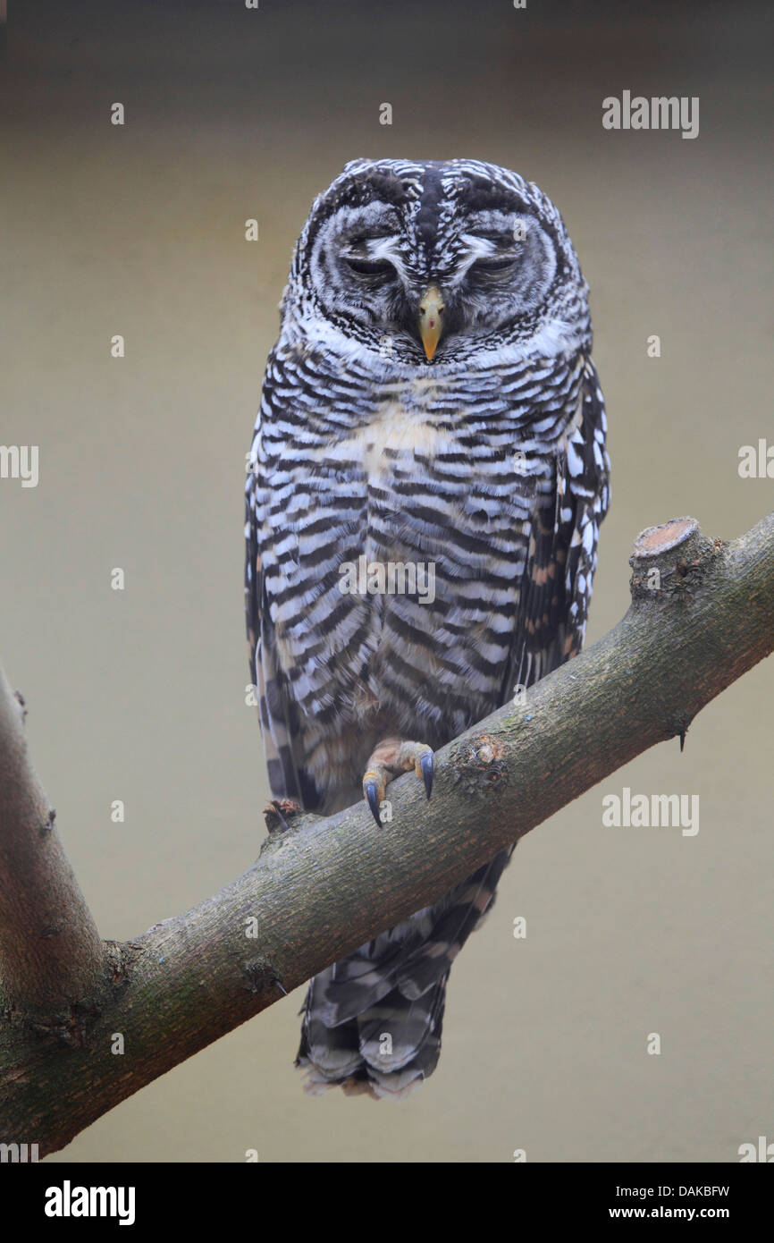 Chaco owl (Strix chacoensis), on a branch Stock Photo