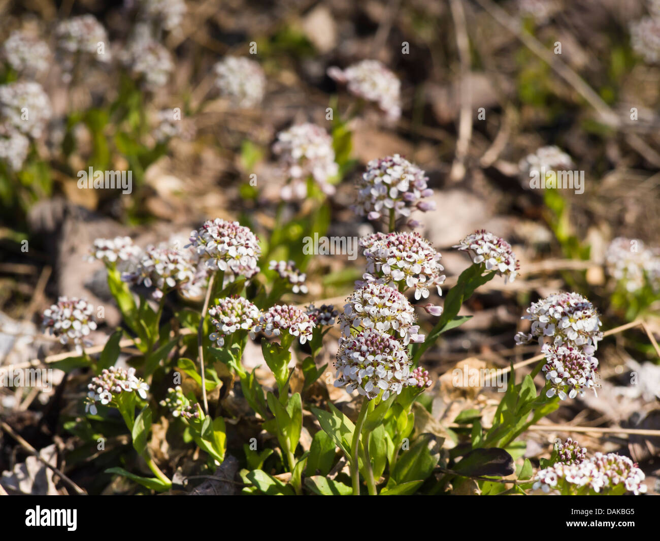 Alpine Pennycress Thlaspi caerulescens, also known as Alpine Pennygrass , common in Norway in early spring Stock Photo