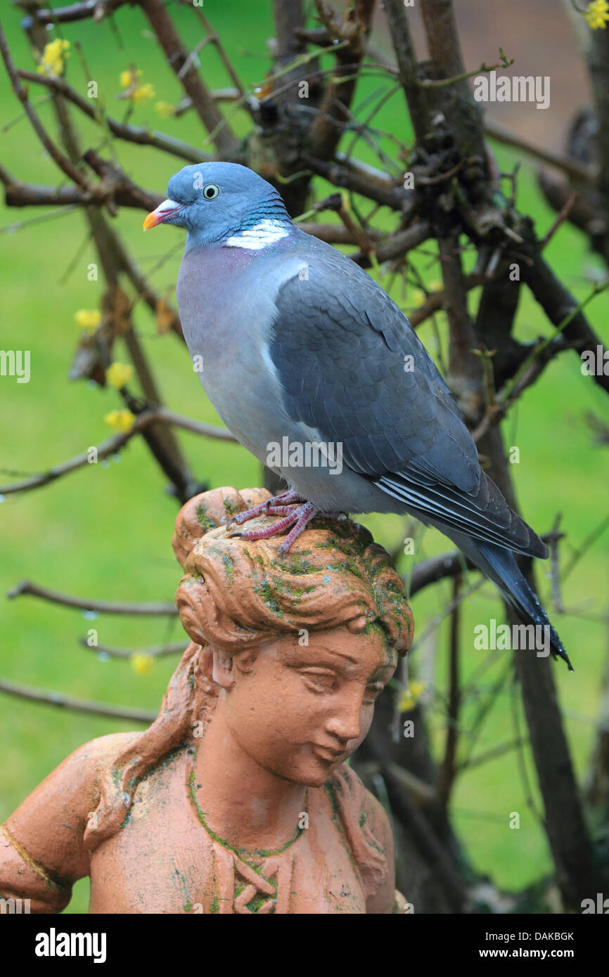 wood pigeon (Columba palumbus), sitting on a garden sculpture, Germany Stock Photo