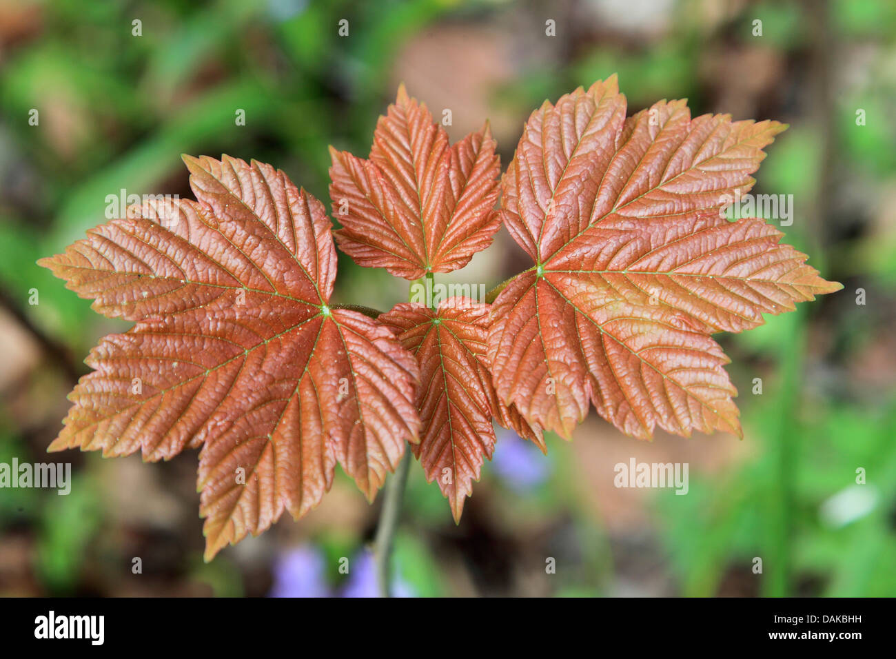 sycamore maple, great maple (Acer pseudoplatanus), leaf shooting in spring, Germany Stock Photo