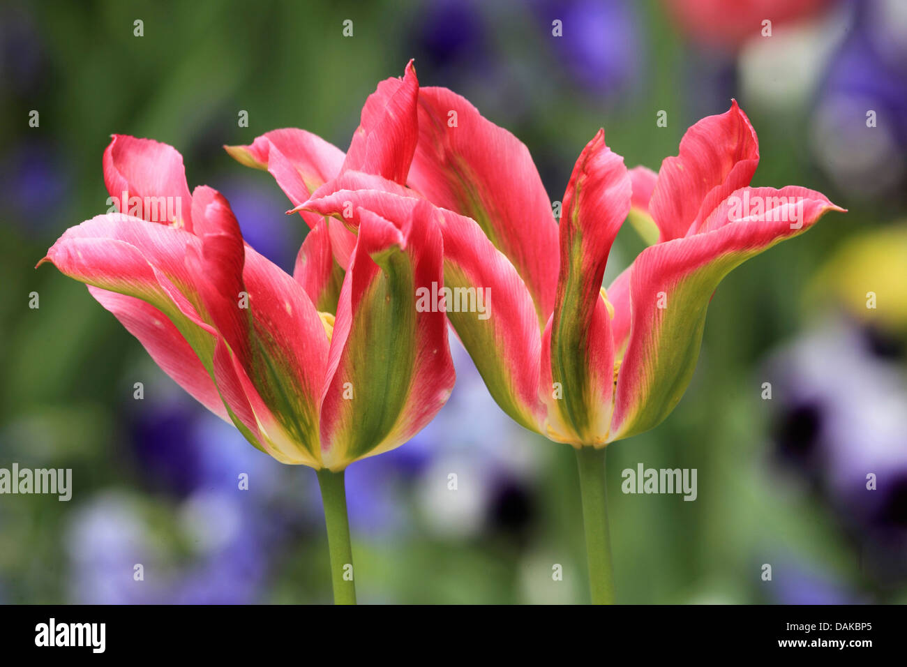 common garden tulip (Tulipa gesneriana), green and red tulip flowers Stock Photo