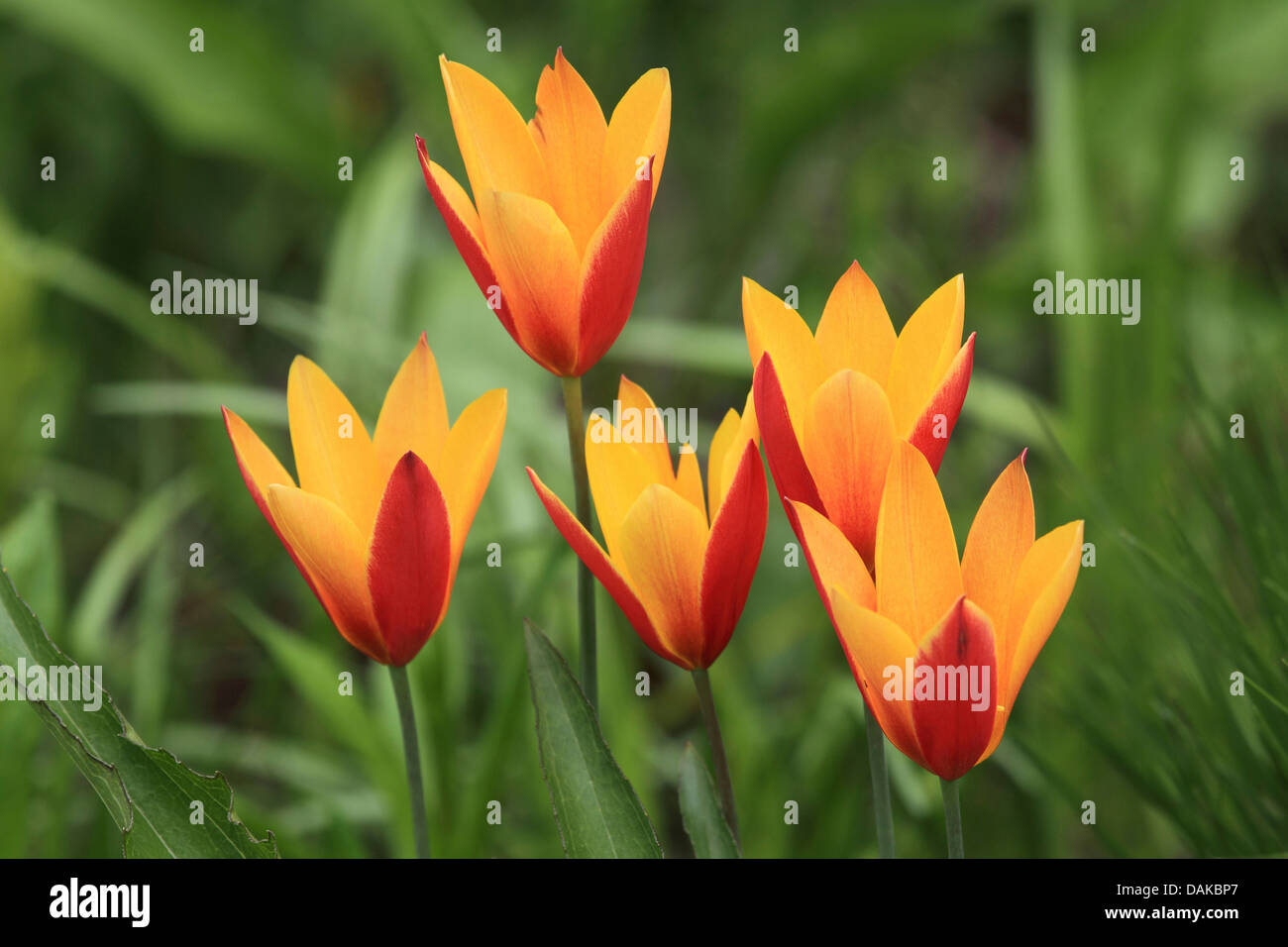 common garden tulip (Tulipa gesneriana), yellowand red tulip flowers Stock Photo