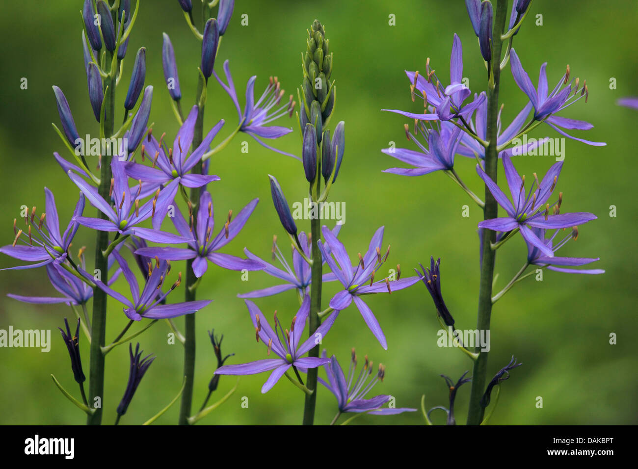 Quamash (Camassia leichtlinii), inflorescences Stock Photo