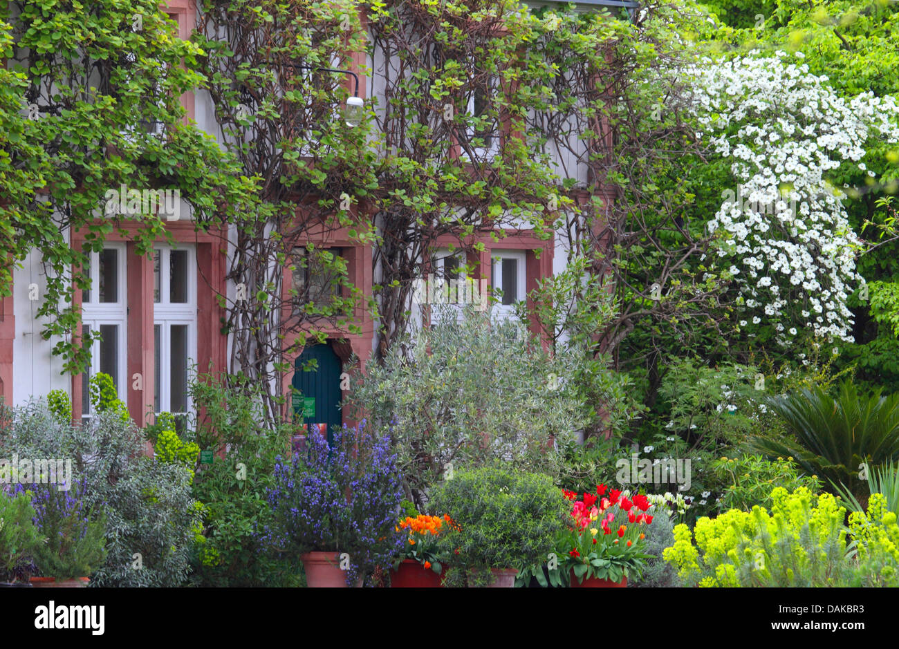 Botanical Gardens Hermannshof, Germany, Baden-Wuerttemberg Stock Photo