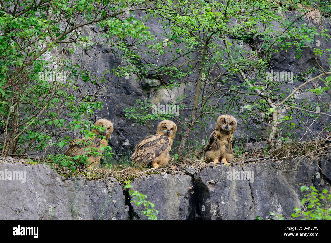 northern eagle owl (Bubo bubo), three fledgelings in stone quarry, Germany, North Rhine-Westphalia Stock Photo