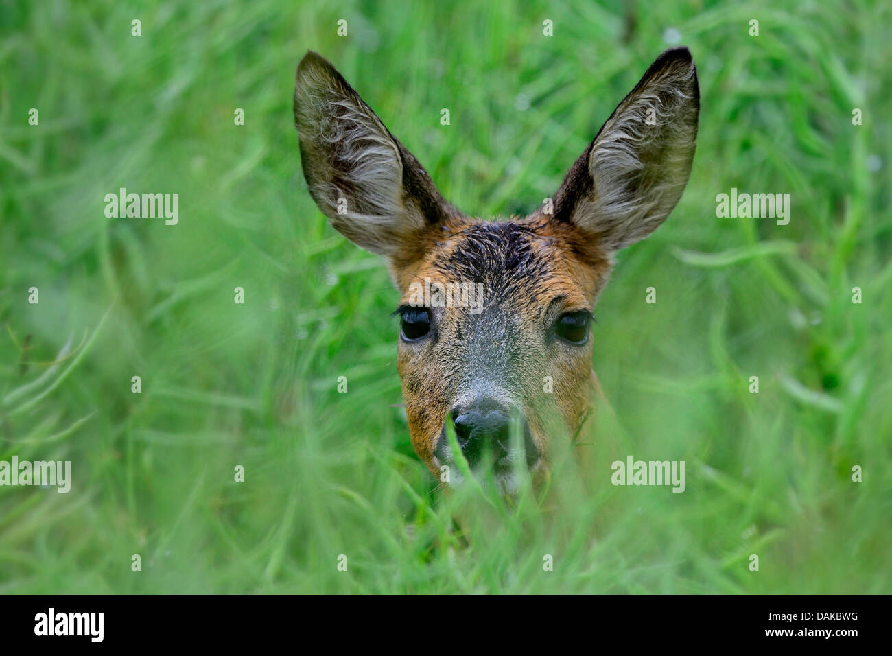 roe deer (Capreolus capreolus), female in rape field, Germany Stock Photo