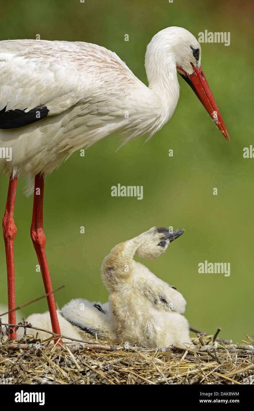 white stork (Ciconia ciconia), adult with fledgelings at the nest, Germany Stock Photo