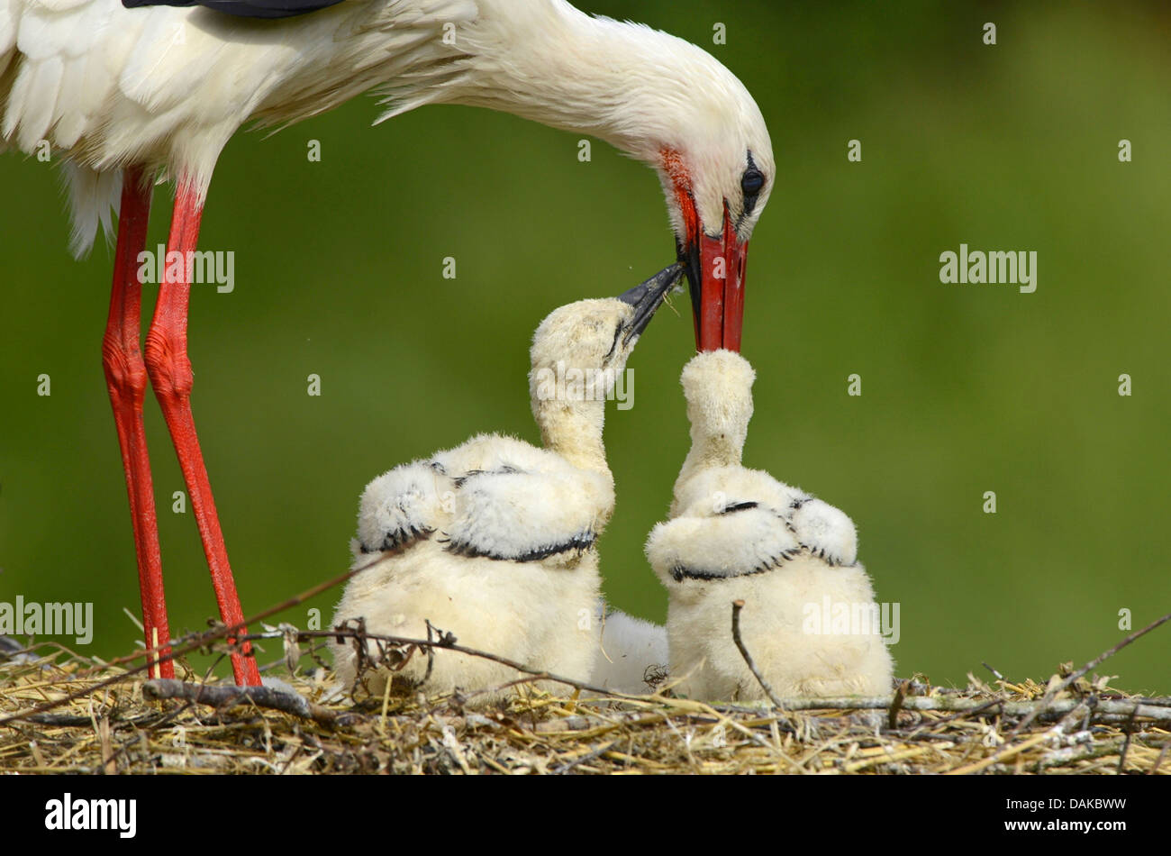 white stork (Ciconia ciconia), adult feeding fledgelings, Germany Stock Photo