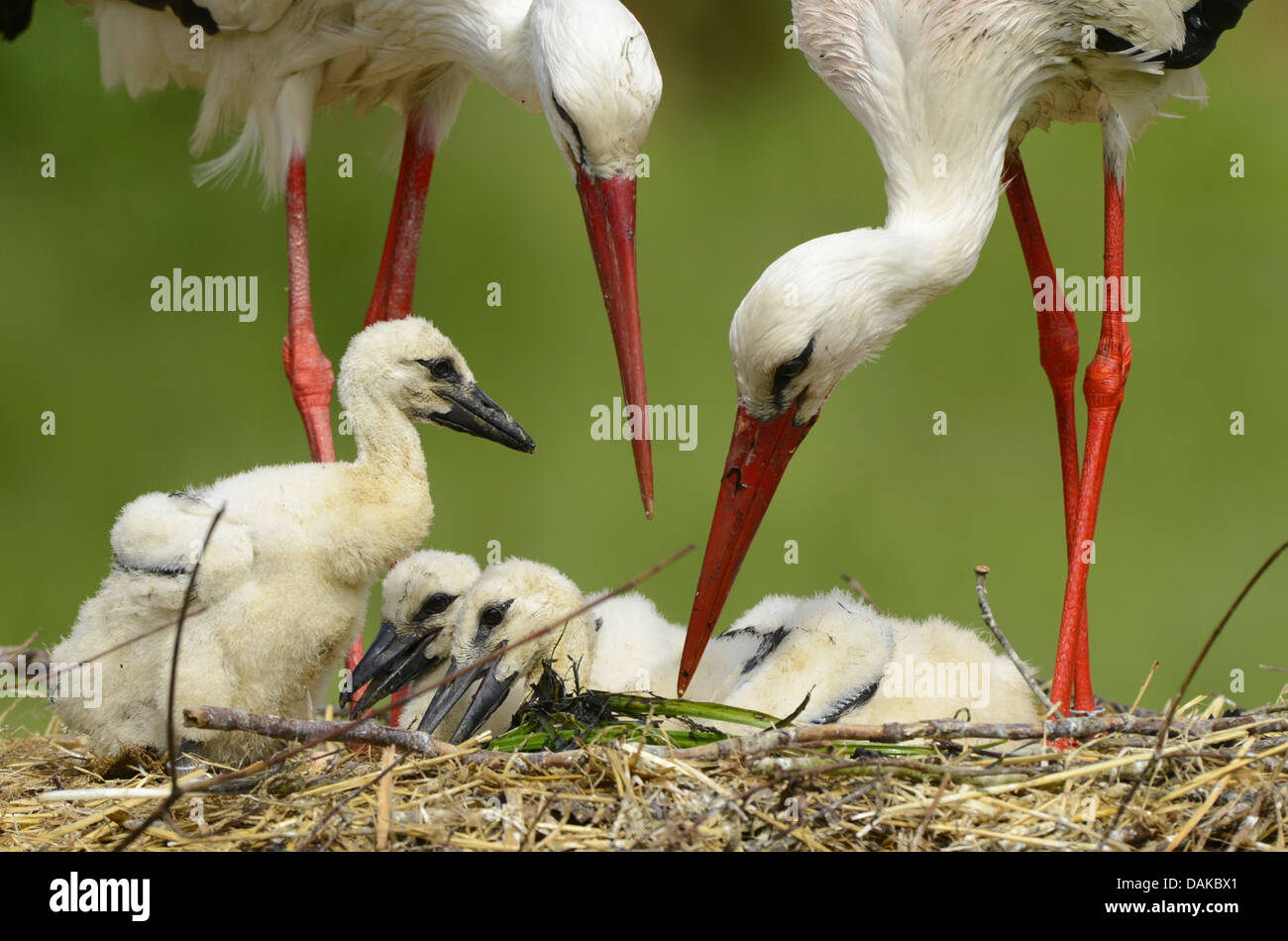 white stork (Ciconia ciconia), parents with fledgelings at the nest, Germany Stock Photo