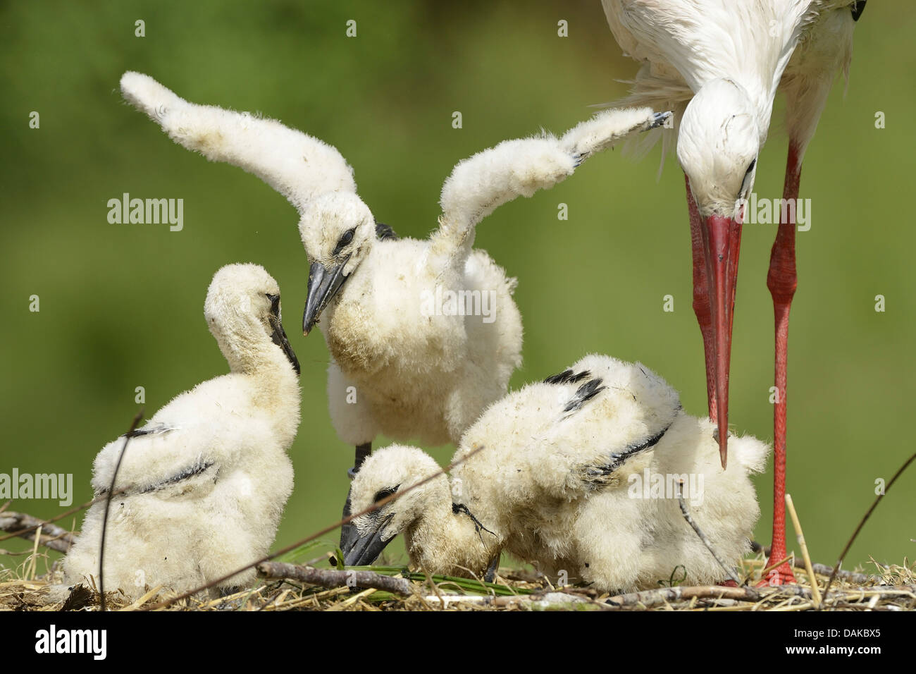 white stork (Ciconia ciconia), adult with fledgelings at the nest, Germany Stock Photo