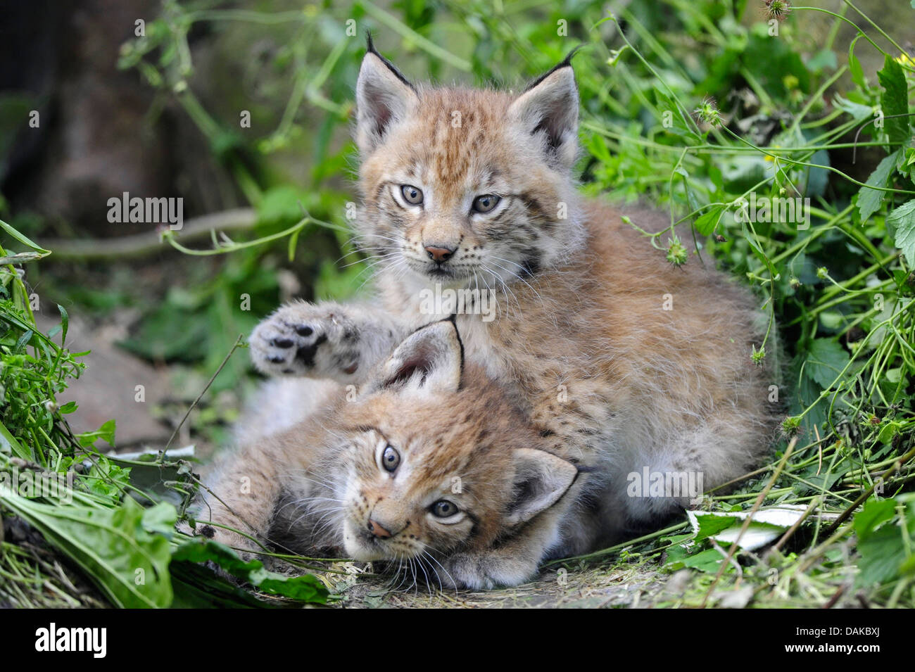 Eurasian lynx (Lynx lynx), four weeks old juveniles, Germany Stock Photo